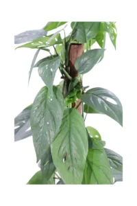 Pothos - Epipremnum Pinnatum Cebu Blue v17 egarden.store online