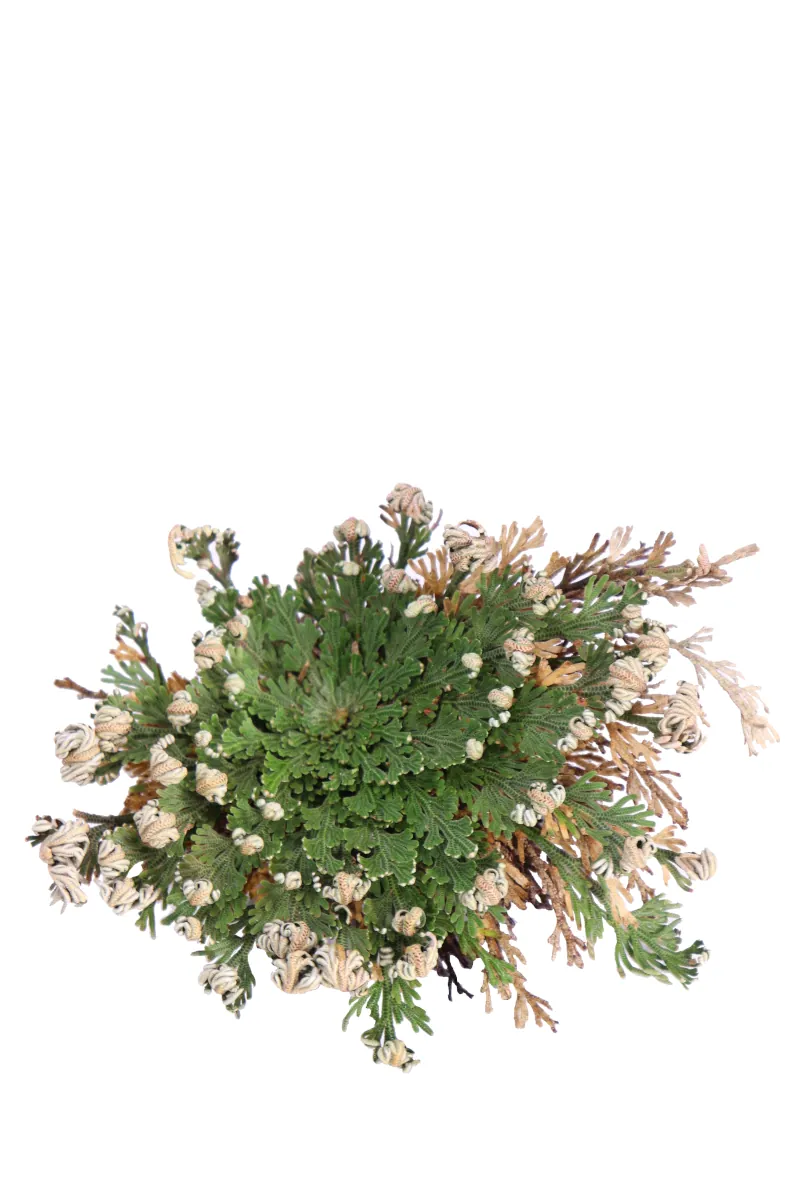 Selaginella Lepidophylla - Falsa Rosa di Gerico egarden.store online