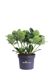 Skimmia Japonica White Globe v13 egarden.store online