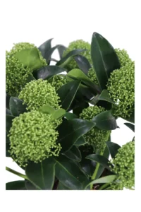 Skimmia Japonica White Globe v13 egarden.store online