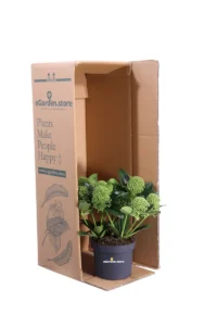 Skimmia Japonica White Globe v13 egarden.store online