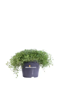 Soleirolia Soleirolii Green v13 egarden.store online