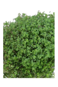 Soleirolia Soleirolii Green v13 egarden.store online