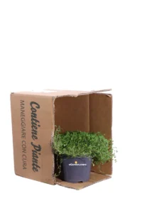 Soleirolia Soleirolii Green v13 egarden.store online