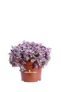 Tradescantia Callisa Pink Panther v12 egarden.store online