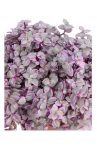Tradescantia Callisa Pink Panther v12 egarden.store online