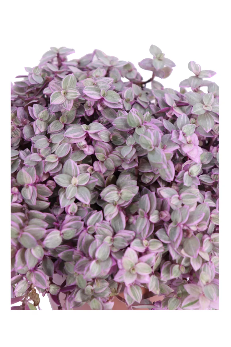 Tradescantia Callisa Pink Panther v12 egarden.store online