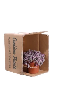 Tradescantia Callisa Pink Panther