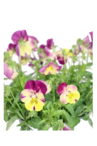 Viola - Pansè Basket Multicolor v17 egarden.store online