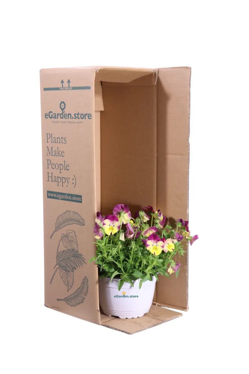 Viola - Pansè Basket Multicolor v17 egarden.store online