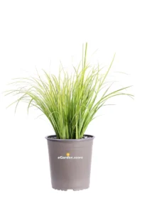 Acorus Gramineus Ogon v19 egarden.store online