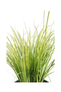 Acorus Gramineus Ogon v19 egarden.store online