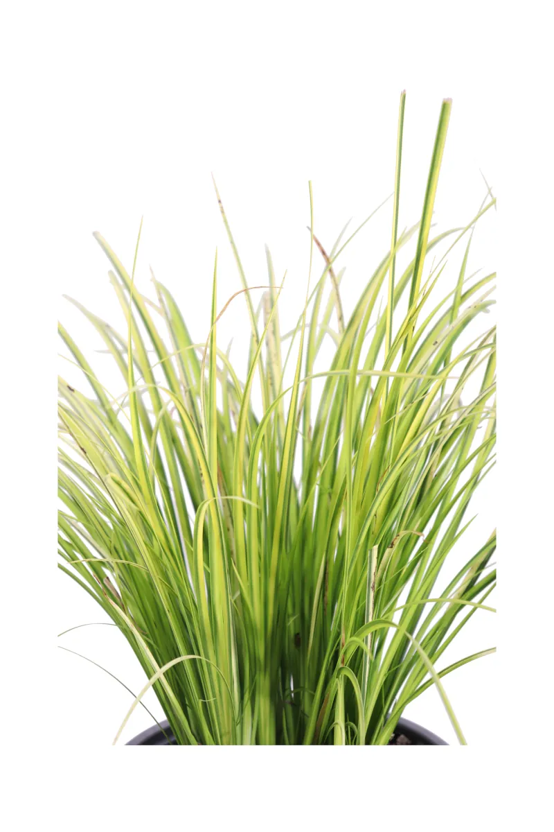 Acorus Gramineus Ogon v19 egarden.store online