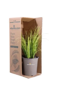 Acorus Gramineus Ogon v19 egarden.store online