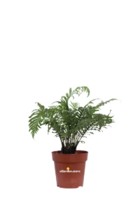 Blechnum Gibbum Silver Lady v12 egarden.store online