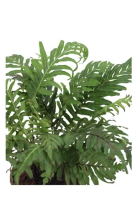 Blechnum Gibbum Silver Lady v12 egarden.store online