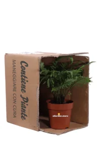 Blechnum Gibbum Silver Lady v12 egarden.store online