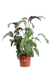 Calathea Louisae Gagnep v12 egarden.store online
