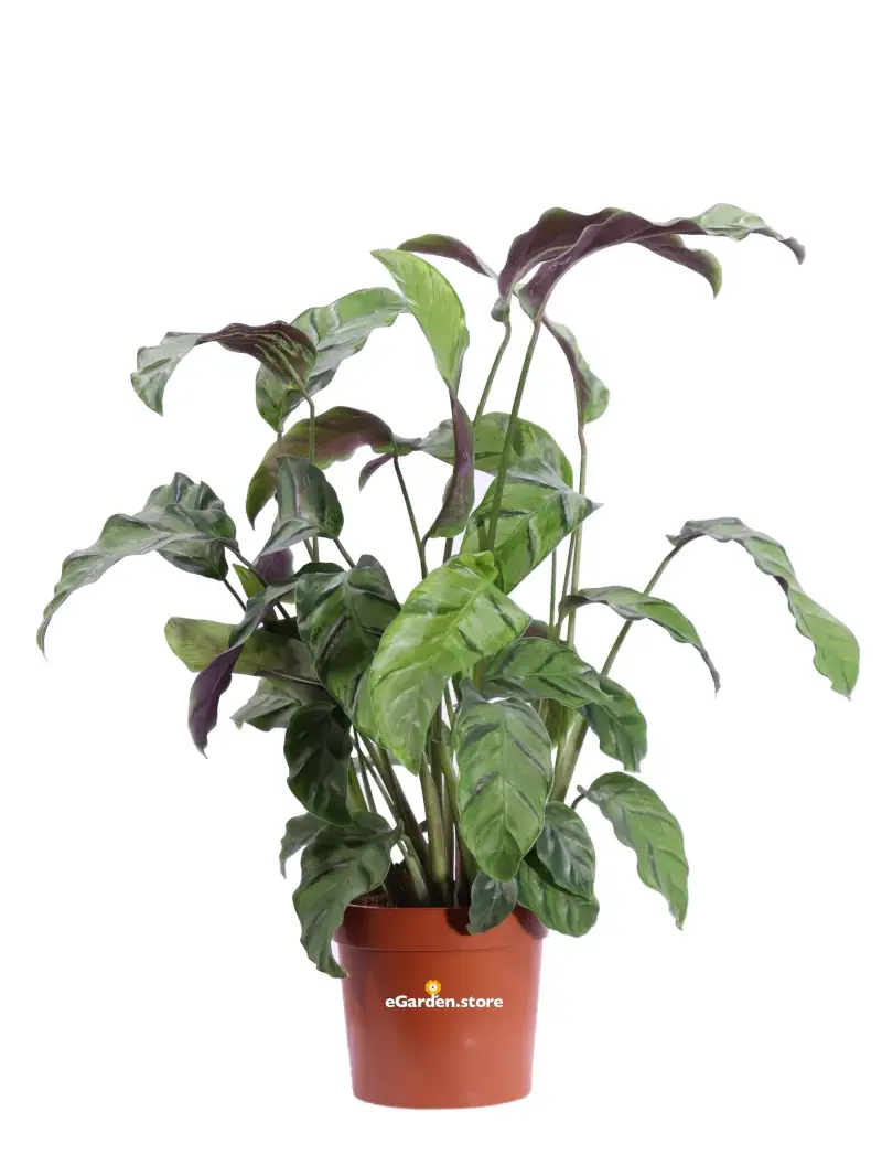 Calathea Louisae Gagnep v12 egarden.store online