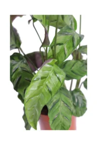 Calathea Louisae Gagnep v12 egarden.store online