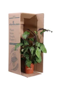 Calathea Louisae Gagnep v12 egarden.store online