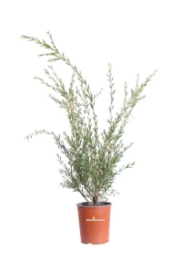 Callistemon Linearis v19 egarden.store online