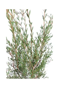 Callistemon Linearis v19 egarden.store online