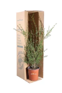Callistemon Linearis v19 egarden.store online