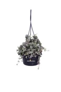 Ceropegia Woodii Variegata v14 egarden.store online