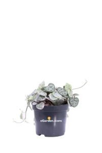 Ceropegia Woodii Variegata v8 egarden.store online