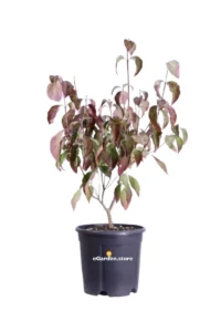 Cornus Florida Rubra v24 egarden.store online