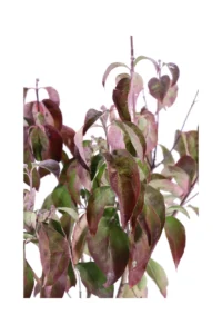 Cornus Florida Rubra