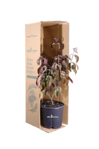 Cornus Florida Rubra v24 egarden.store online
