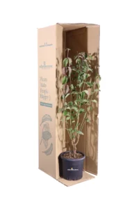 Cornus Mas v18 egarden.store online