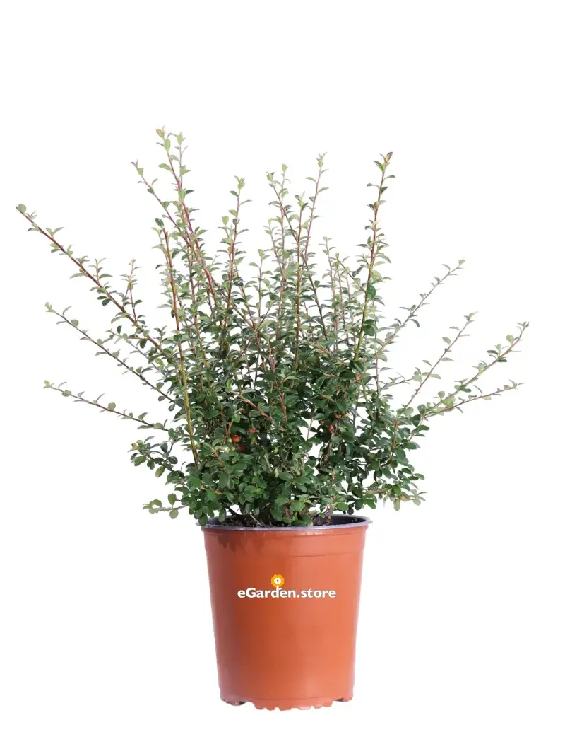 Cotognastro - Cotoneaster Dammeri v19 egarden.store online