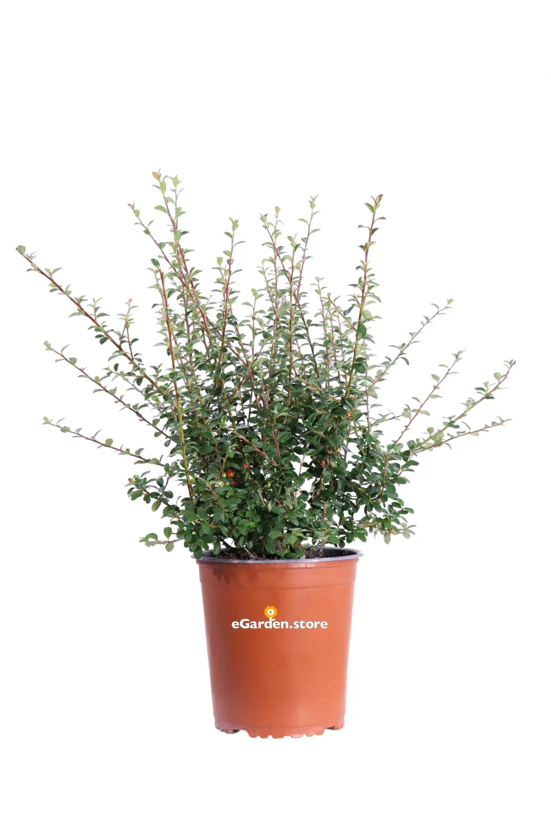 Cotognastro - Cotoneaster Dammeri v19 egarden.store online