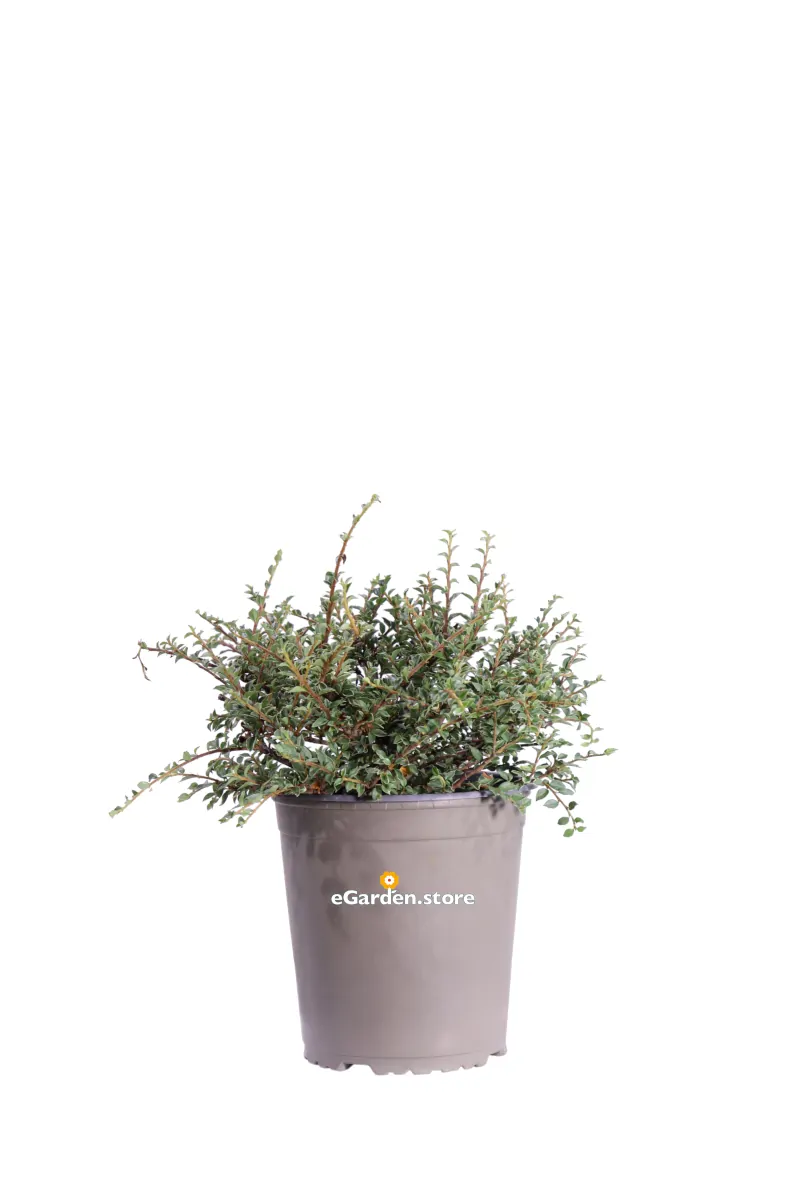 Cotognastro - Cotoneaster Horizontalis Variegatus v19 egarden.store online