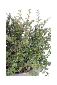 Cotognastro - Cotoneaster Horizontalis Variegatus v19 egarden.store 2 Cotognastro - Cotoneaster Horizontalis Variegatus