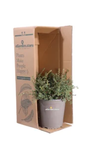 Cotognastro - Cotoneaster Horizontalis Variegatus v19 egarden.store 3 Cotognastro - Cotoneaster Horizontalis Variegatus v19 egarden.store online