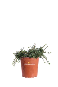 Cotognastro - Cotoneaster Procumbens Queen Of Carpets v19 egarden.store online