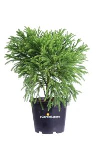 Cryptomeria Japonica Globosa Nana v24 egarden.store online