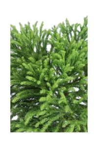 Cryptomeria Japonica Globosa Nana