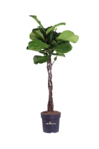 Ficus Lyrata Intrecciato