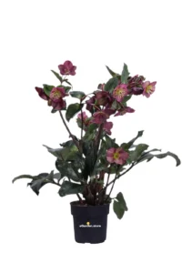 Helleborus Ice N' Roses Early Red v15 egarden.store online