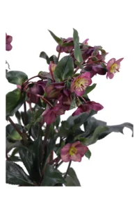 Helleborus Ice N' Roses Early Red v15 egarden.store online