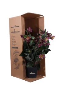 Helleborus Ice N' Roses Early Red v15 egarden.store online