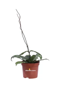 Hoya Erythrina v9 egarden.store online