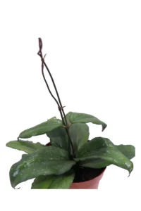 Hoya Erythrina v9 egarden.store online