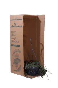 Hoya Imbricata v14 egarden.store online