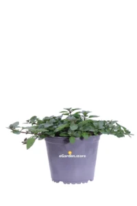 Menta Glaciale v14 egarden.store online